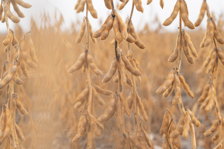 Dried Soybeans 185078