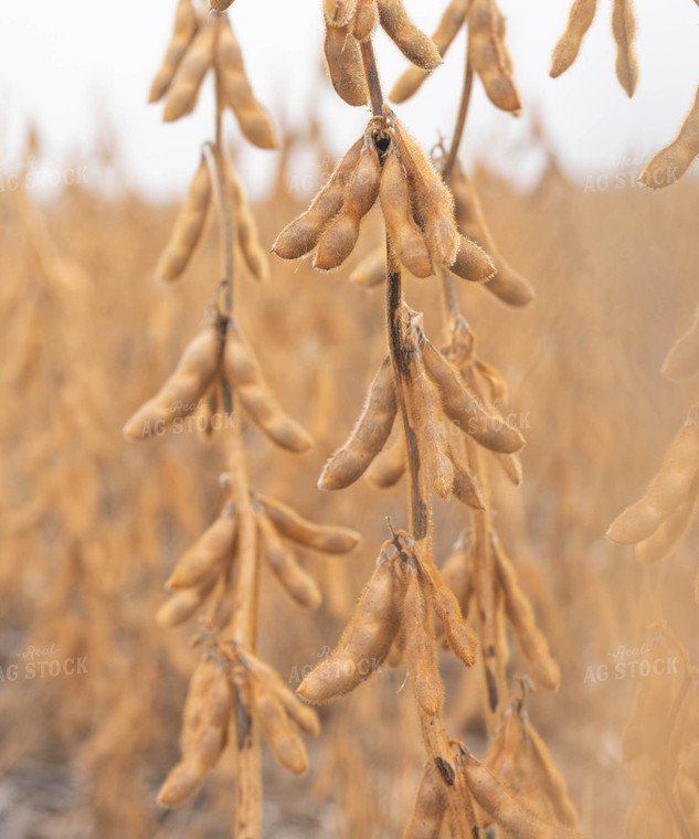 Dried Soybeans 185079
