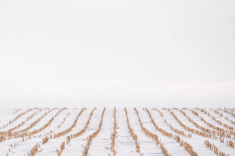 Snow on Cornstalks 185094