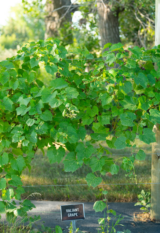 Grape Vine 185099