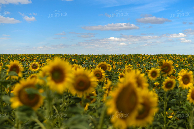 Sunflower Field 185116