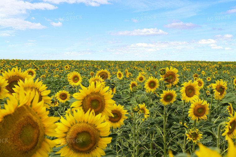 Sunflower Field 185118