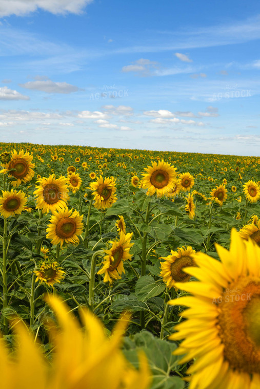 Sunflower Field 185119