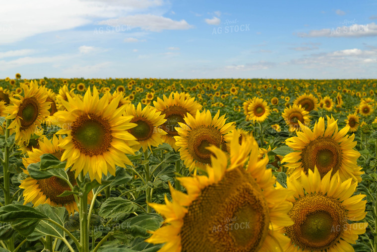 Sunflower Field 185120