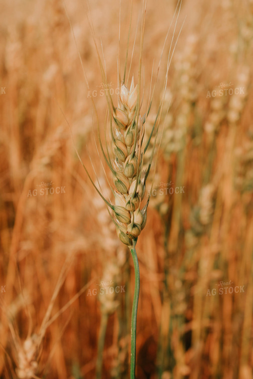 Wheat Head 187007