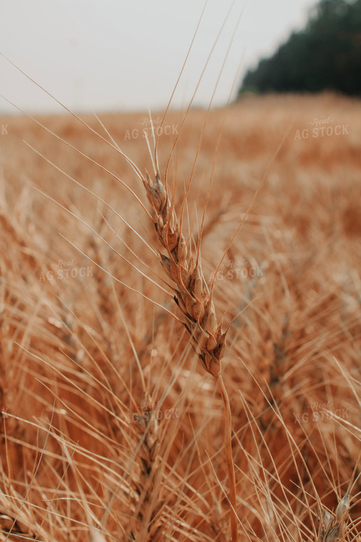 Wheat Head 187008