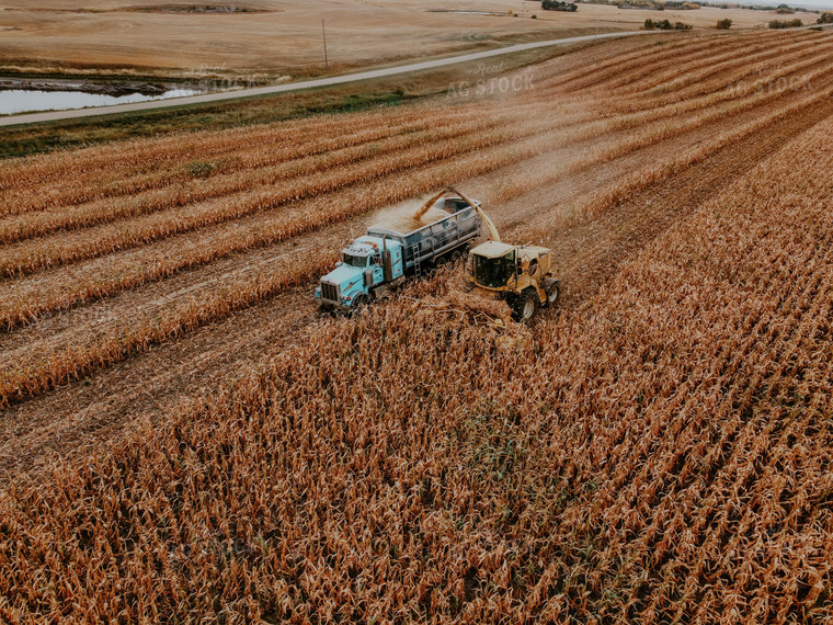 Corn Silage 187013