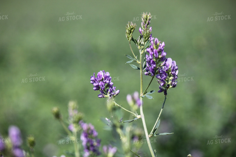 Alfalfa 188004