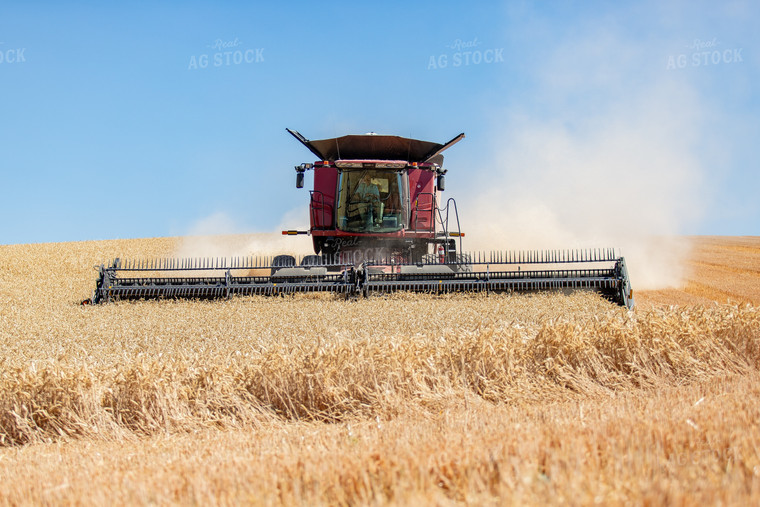 Wheat Harvest 188024