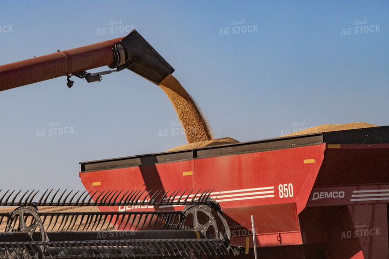 Wheat Harvest 188026