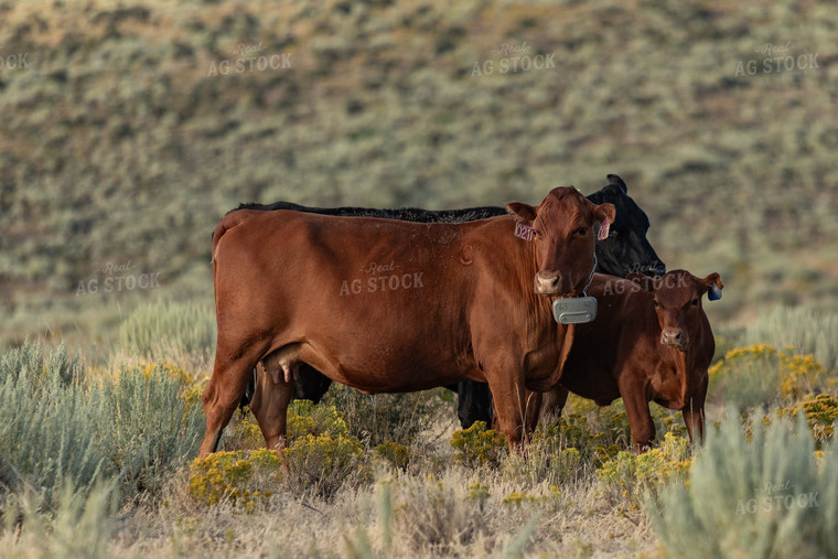 Cattle on Pasture 188042