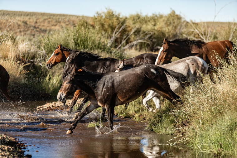 Horses Crossing Creek 188048