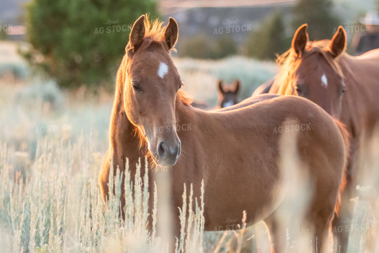 Horses 188056