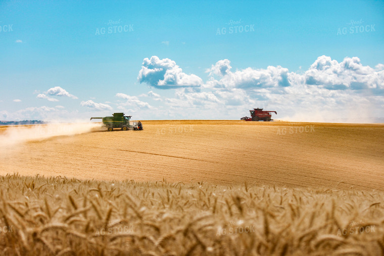 Wheat Harvest 188067