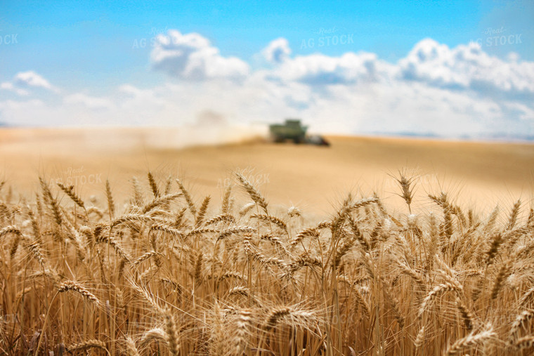 Wheat Harvest 188068