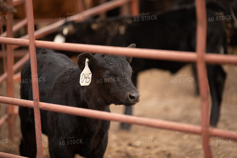 Calf 190008