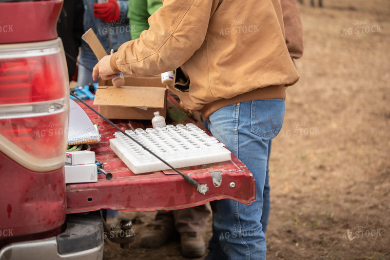 Vaccinating Cattle 190009