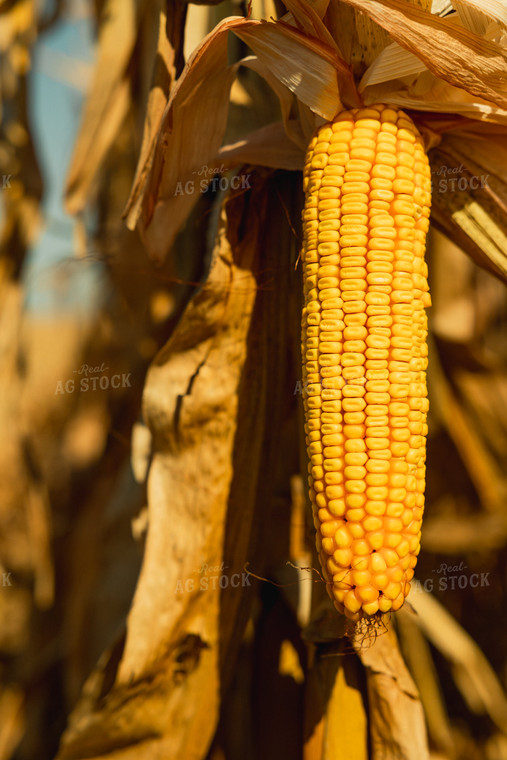 Dried Ear of Corn 114069