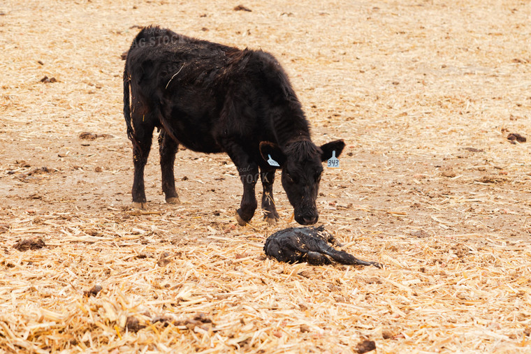 Newborn Calf and Cow 114073