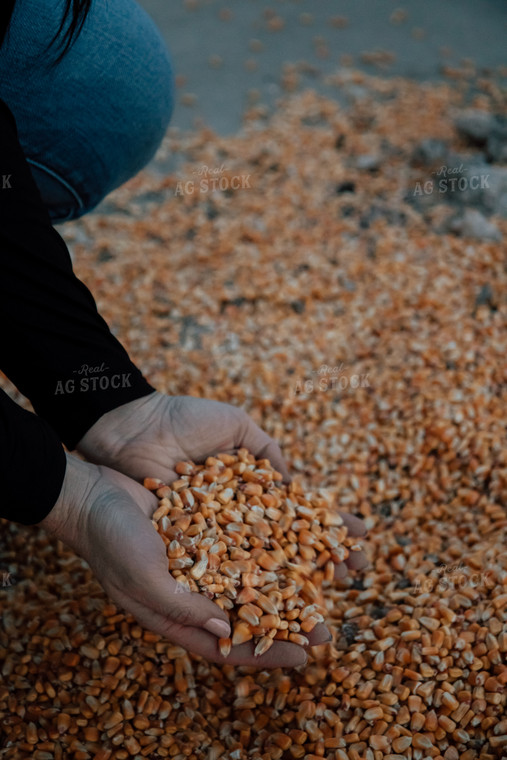 Farmer Sampling Corn 67583