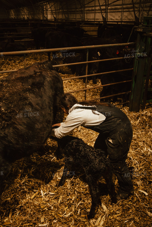 Newborn Calf and Cow 67594