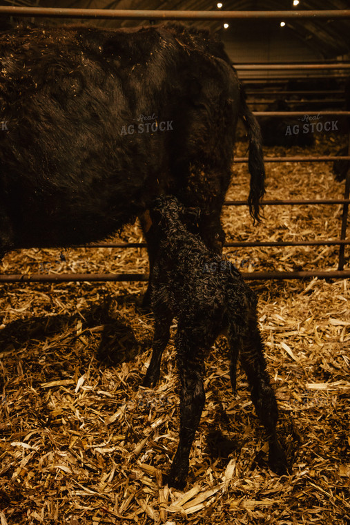 Newborn Calf and Cow 67595