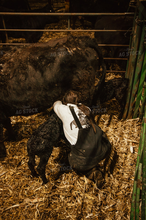 Newborn Twin Calves and Cow 67597