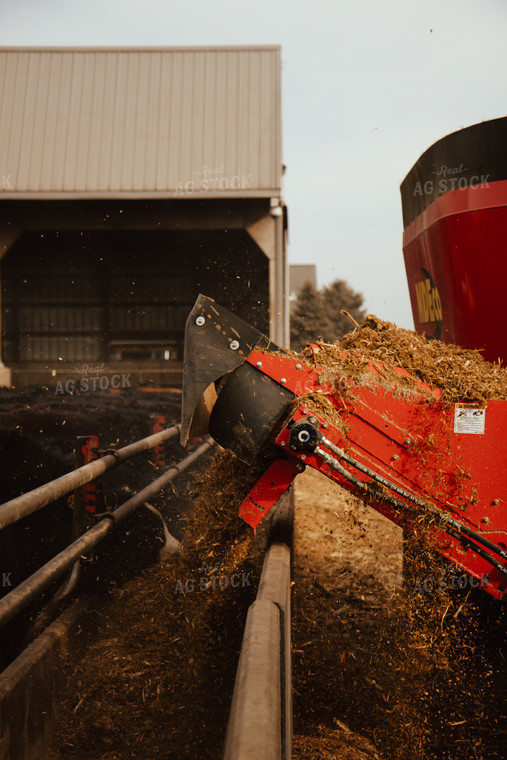 Feeding Cattle 67608