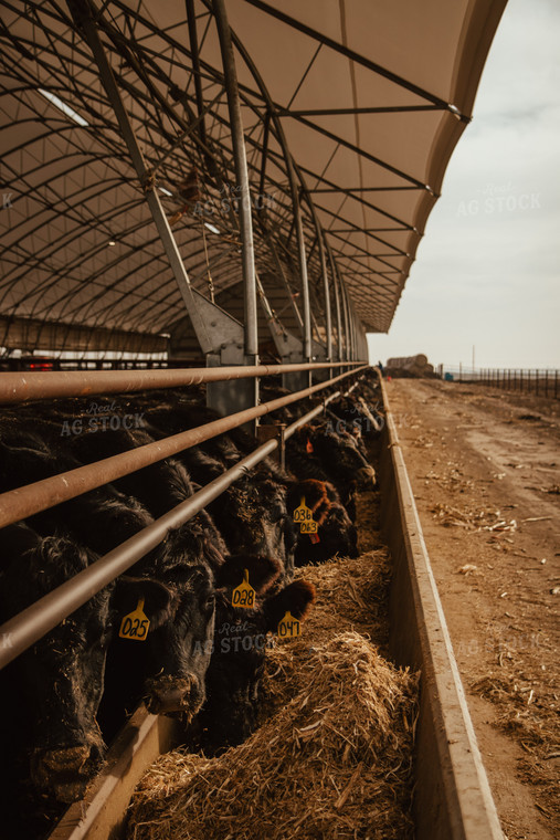 Cattle Eating in Feedlot 67625