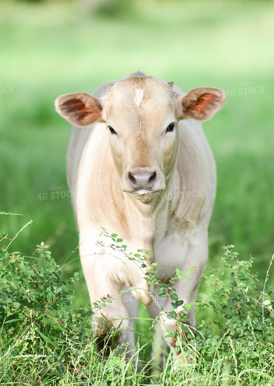 Charolais Cattle 192002