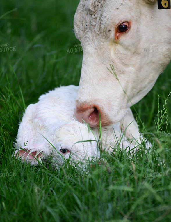 Charolais Cow with Newborn Calf 192010