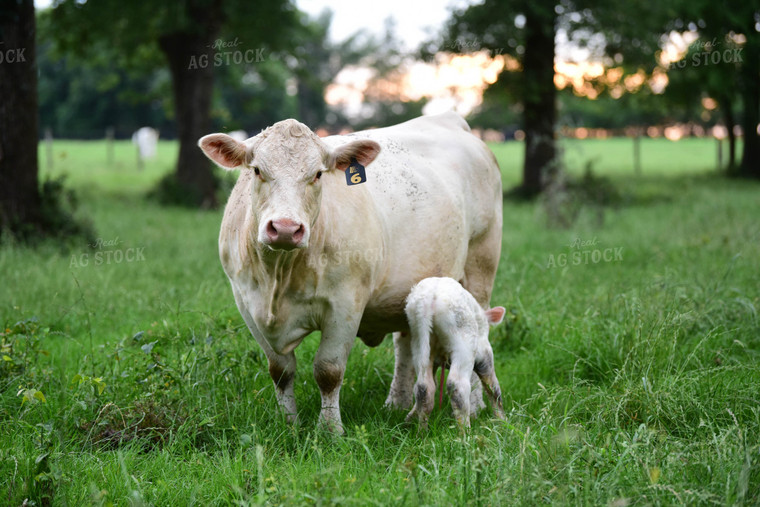 Charolais Cow with Newborn Calf 192011
