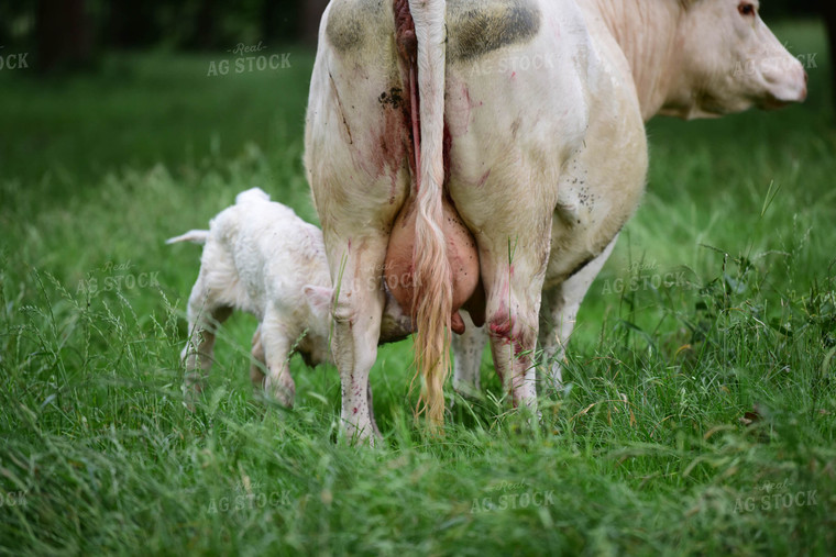 Charolais Cow with Newborn Calf 192013