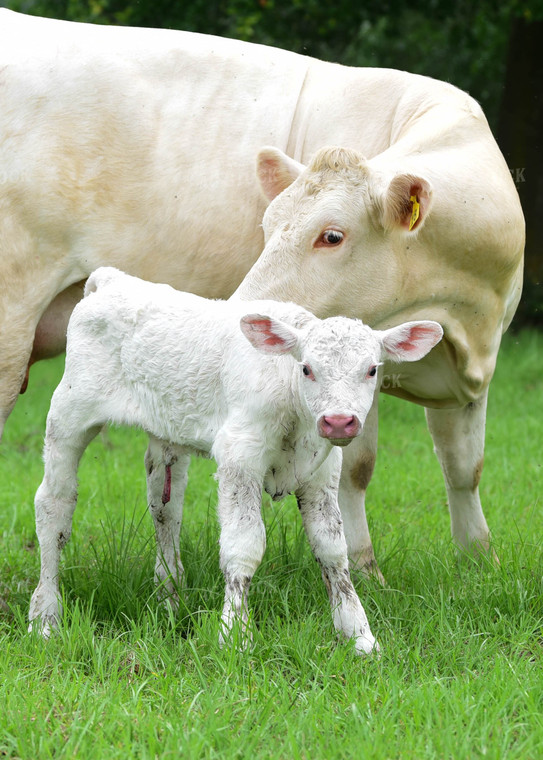 Charolais Cow with Newborn Calf 192019