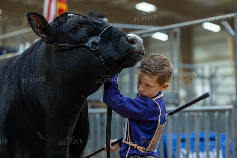 Showing Cattle 98058