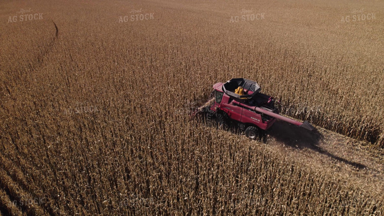 Corn Harvest 114079