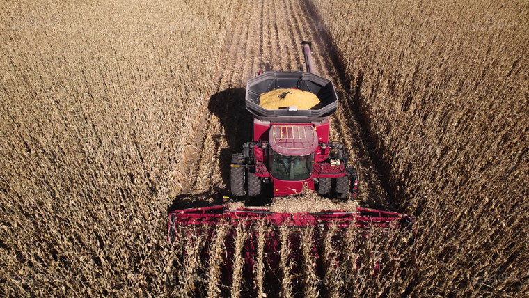 Corn Harvest 114082