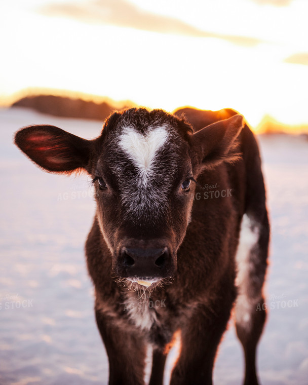 Brown Swiss Cattle 195023