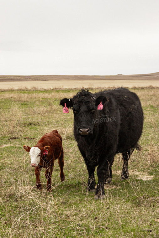 Cow Calf Pair 155131