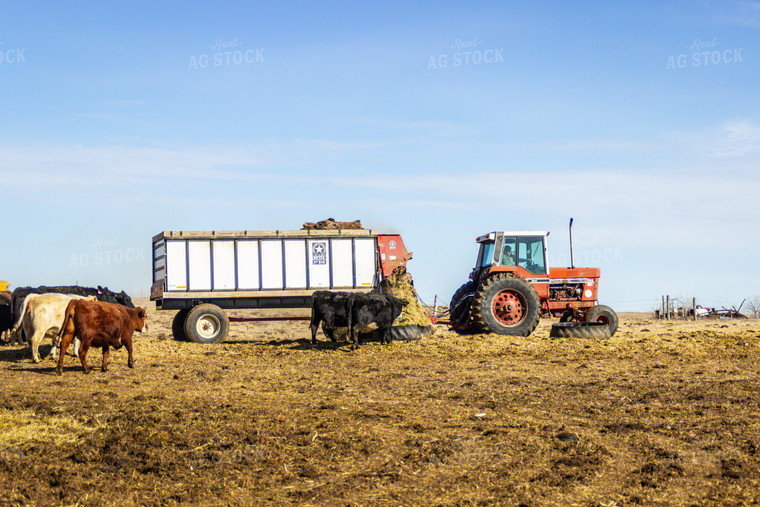 Feeding Cattle 155161