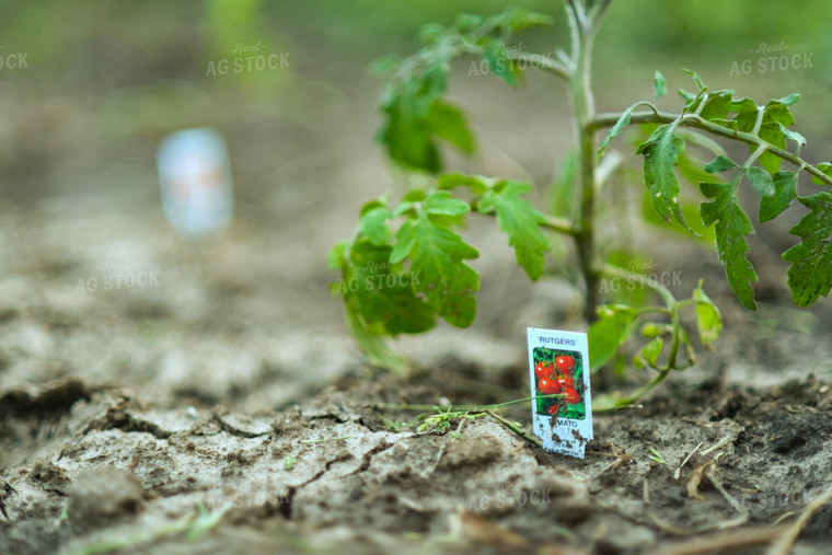 Tomato Plant 191087