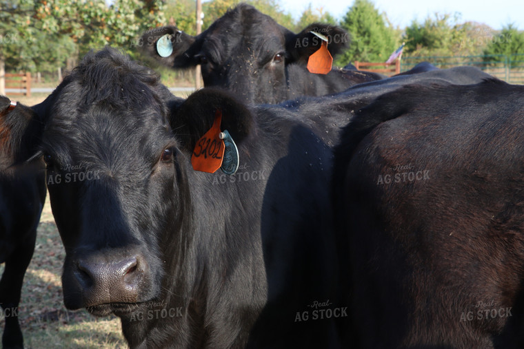 Cattle 201000