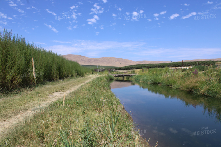 Road and Creek by Orchard 198025