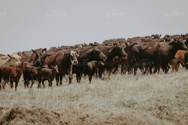 Cow Calf Pairs on Pasture 202010