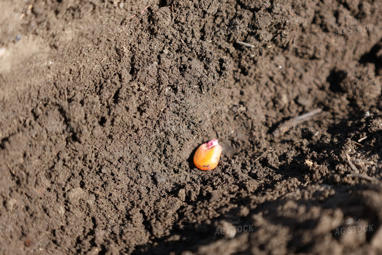 Corn Seed in Furrow 187036