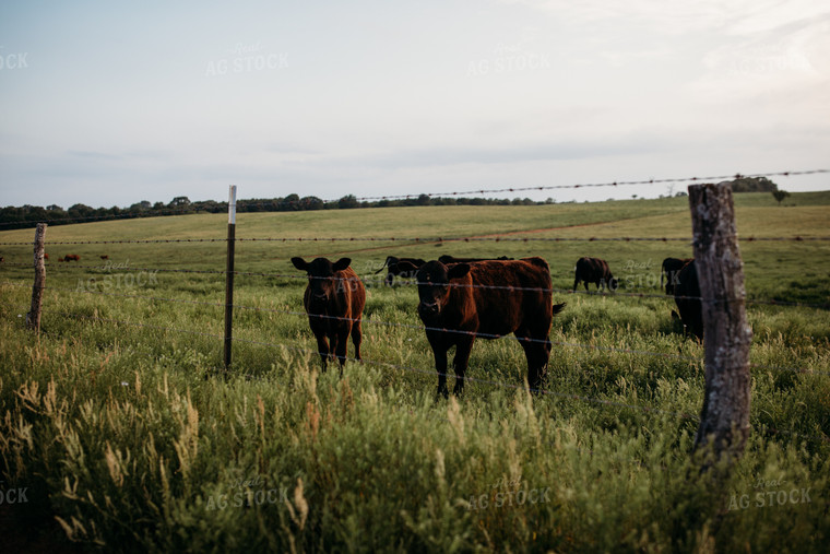 Cattle on Pasture 203034