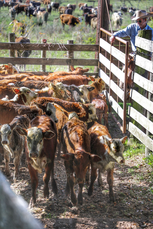 Rancher Herding Calves 210019