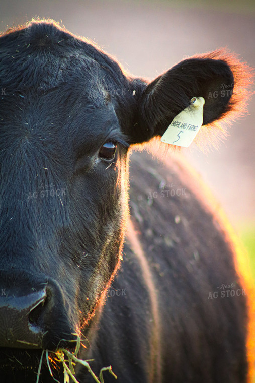 Angus Cow 214025