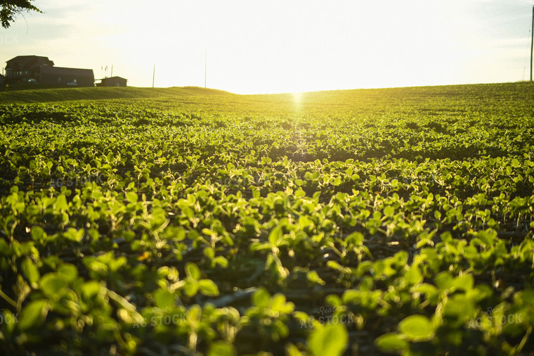 Sunrise over Soybean Field 191200