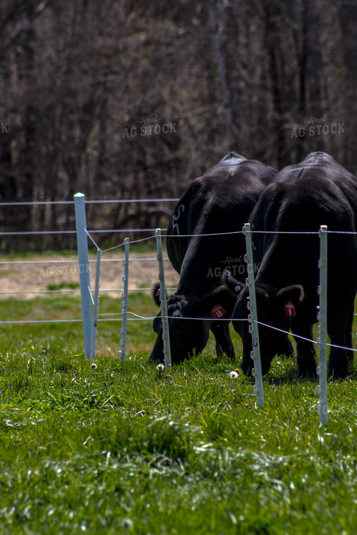 Angus on Pasture 217000